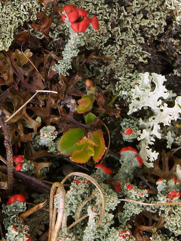 dutohlávka nádherná Cladonia bellidiflora (Ach.) Schaer.