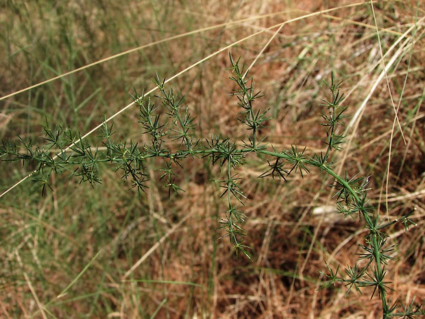 asparágus  Asparagus acutifolius