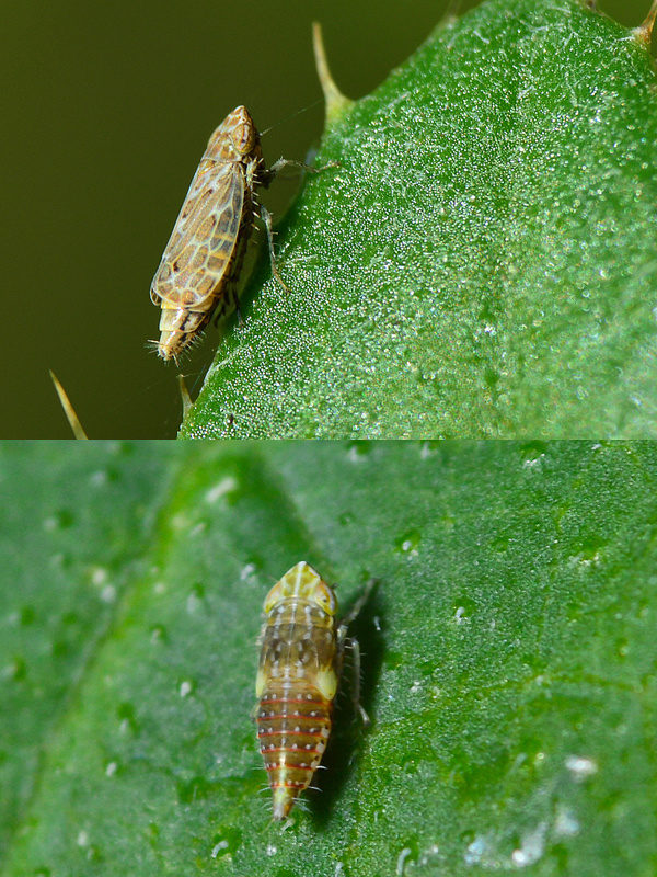 cikádka Errastunus ocellaris  (Cicadellidae)
