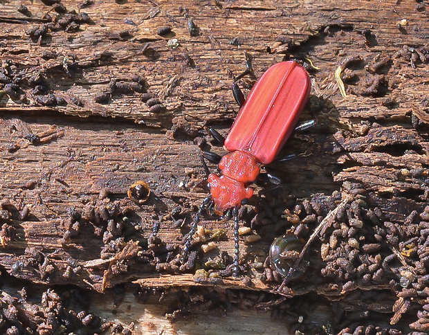 plocháč červený Cucujus cinnaberinus