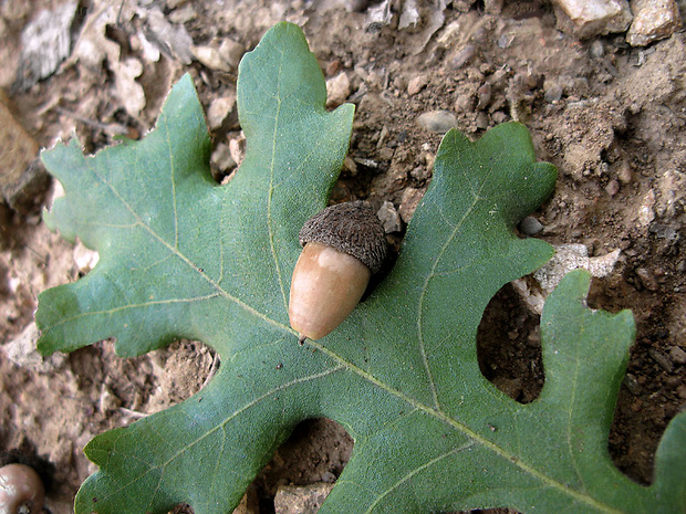 dub balkánsky Quercus frainetto
