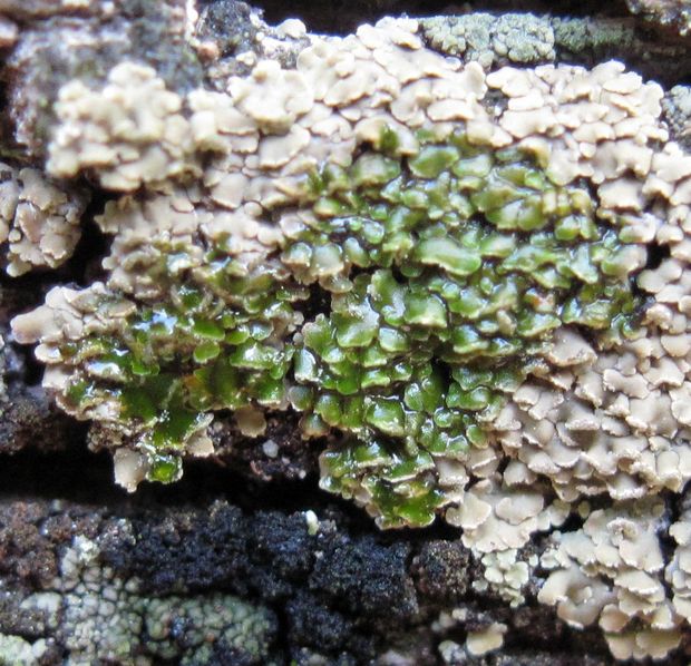 šáločka šupinkatá Hypocenomyce scalaris (Ach. ex Lilj.) Choisy
