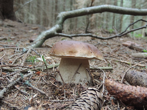 hríb smrekový Boletus edulis Bull.