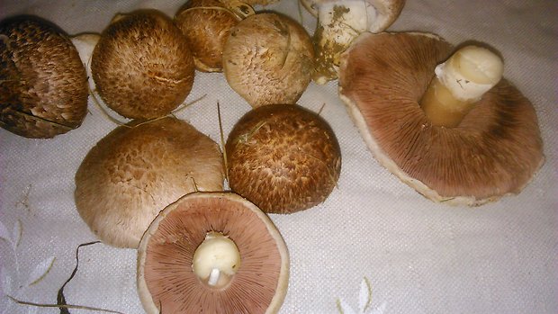 peciarka