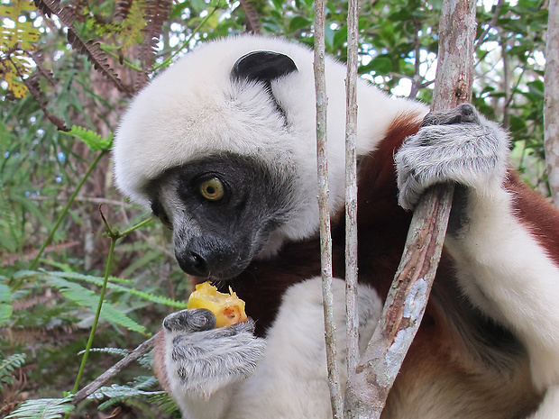 sifaka Coquerelov Propithecus coquereli