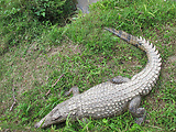 krokodíl nílsky