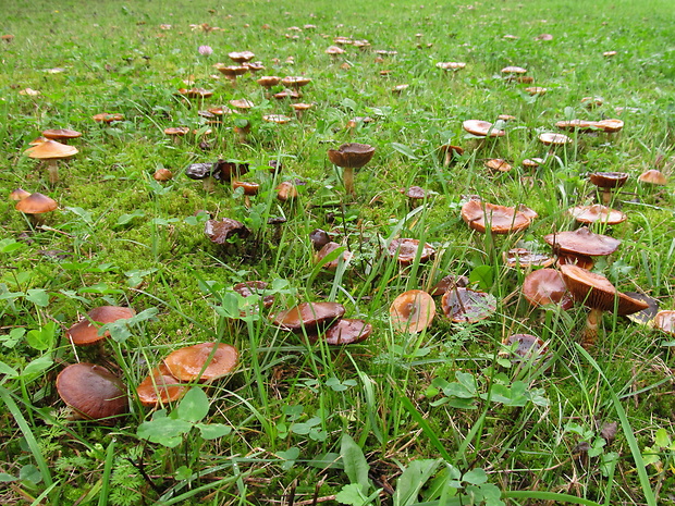 pavučinovec mazľavý - biotop Cortinarius trivialis J.E. Lange