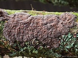 kornatka dubová
