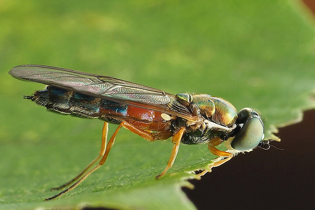 bránivka Sargus bipunctatus (Stratiomyidae)