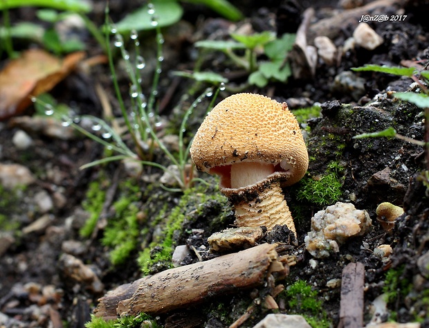 zrnivka Cystoderma sp.