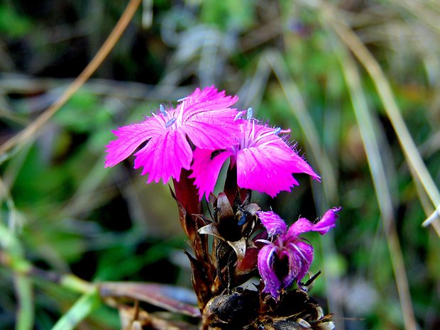 klinček Dianthus sp