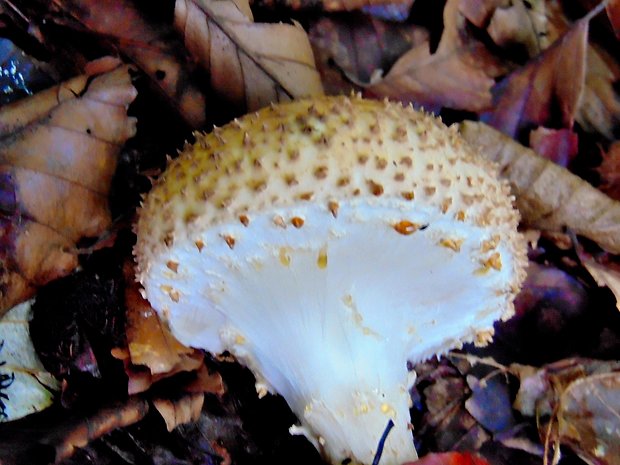 bedlička ostrošupinatá Echinoderma asperum (Pers.) Bon