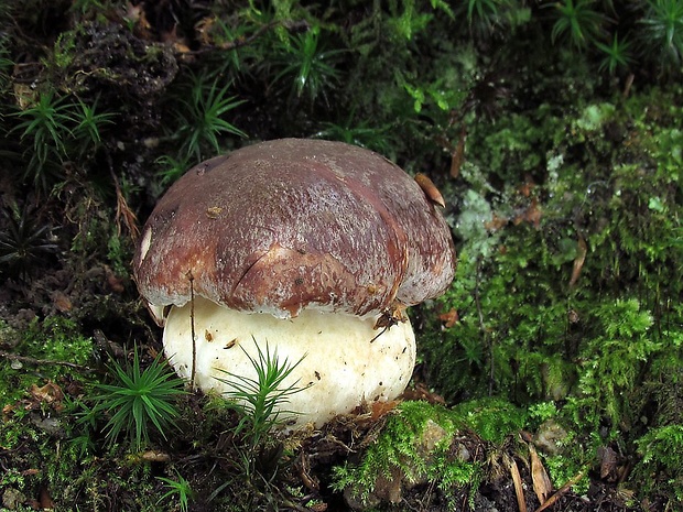 hríb sosnový Boletus pinophilus Pil. et Dermek in Pil.