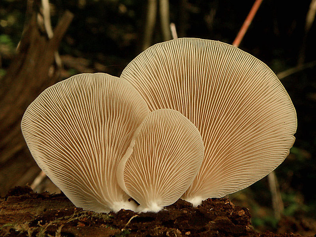 pahliva plochá Crepidotus applanatus (Pers.) P. Kumm.