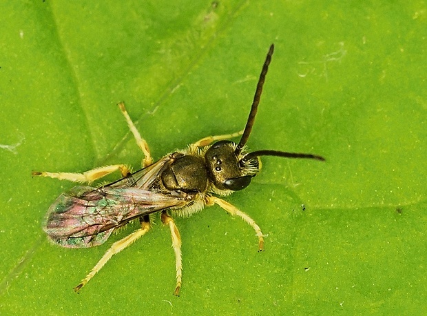 včielka Halictus scabiosae cf.