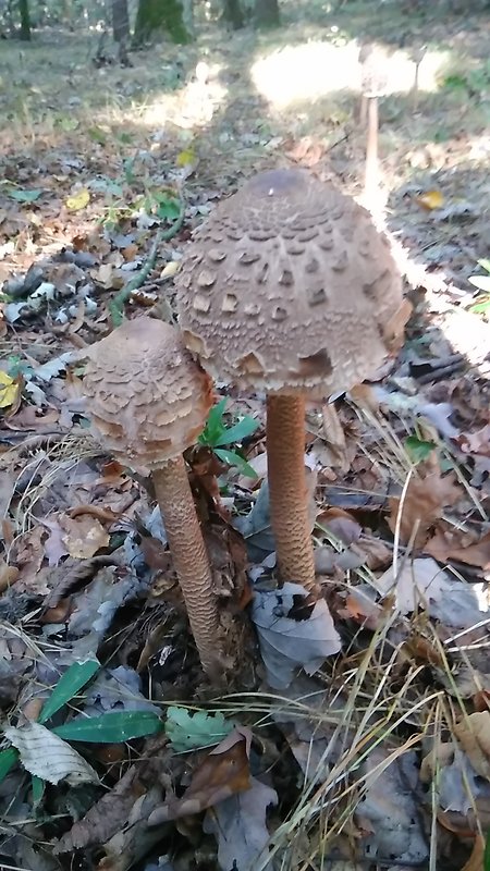 bedľa vysoká Macrolepiota procera (Scop.) Singer