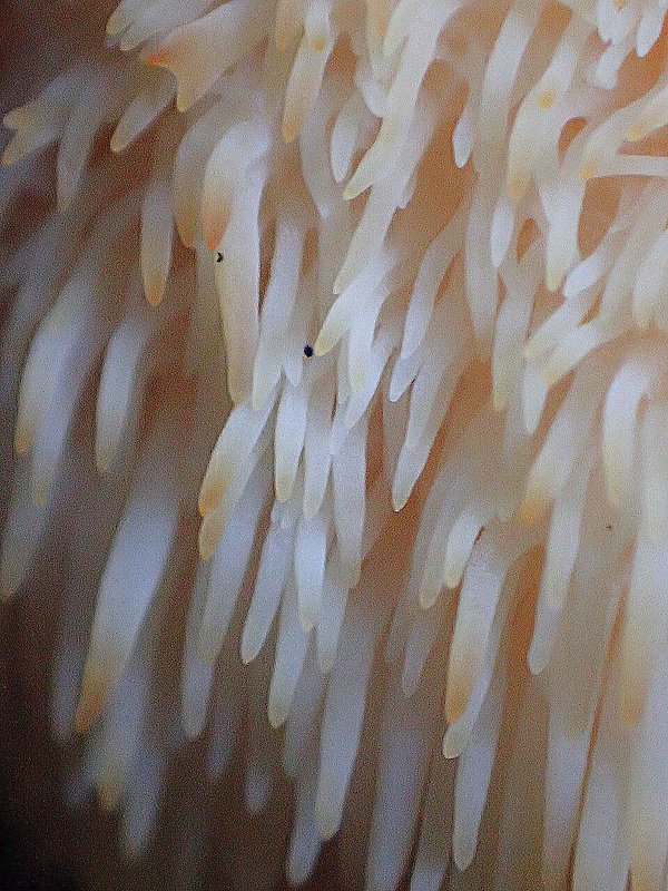 koralovec ježovitý Hericium erinaceus (Bull.) Pers.