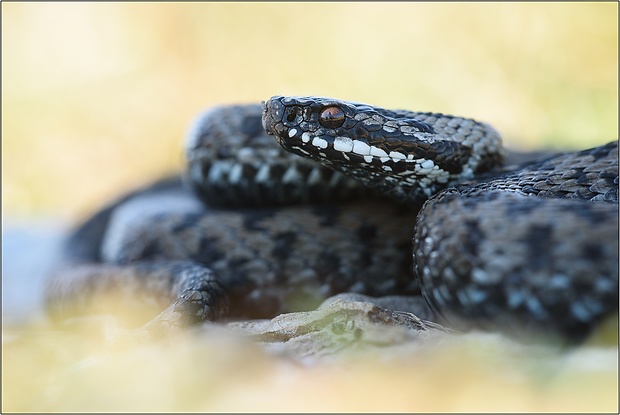 vretenica severna  Vipera berus