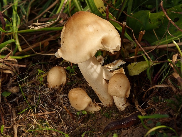 lúčnica výstredná Cuphophyllus fornicatus (Fr.) Lodge, Padamsee & Vizzini