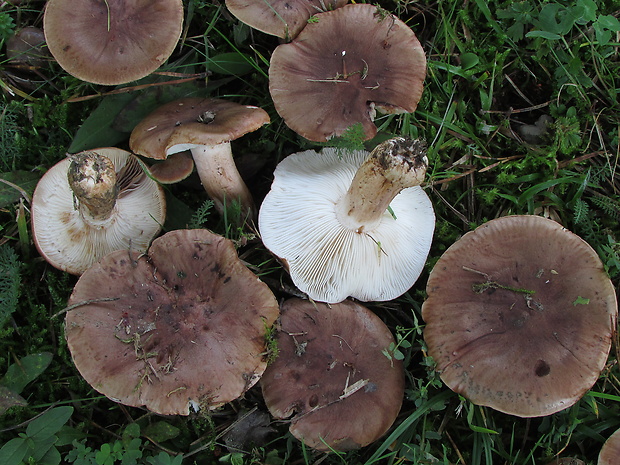 čírovka bielohnedá Tricholoma albobrunneum (Pers.) P. Kumm.