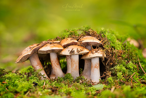 pavučinovec Cortinarius sp.