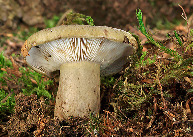 rýdzik  Lactarius turpis Fr.1838