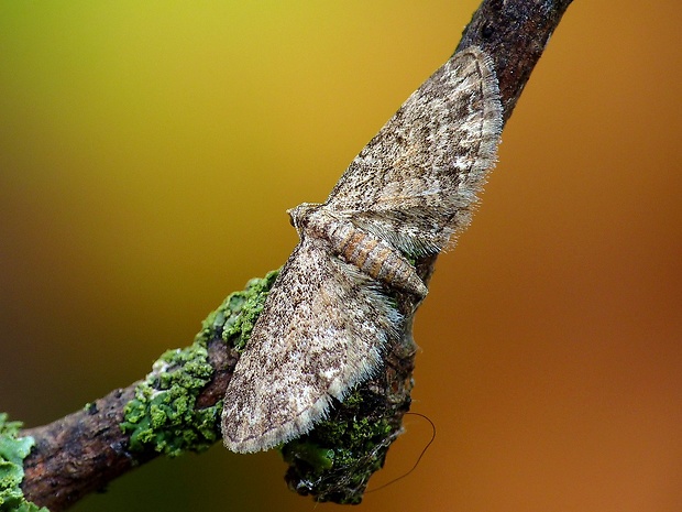 kvetnatka javorová Eupithecia inturbata