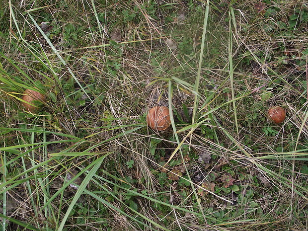 kozák osikový Leccinum albostipitatum den Bakker & Noordel.