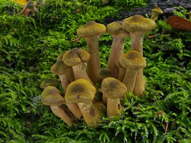 podpňovka žltá Armillaria gallica Marxm. & Romagn.