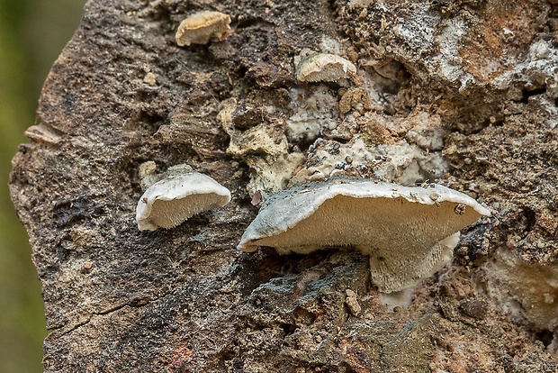 šťavnatec jelšový Cyanosporus alni (Niemelä & Vampola) B.K. Cui, L.L. Shen & Y.C. Dai
