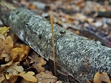 kyjovka rúrkovitá