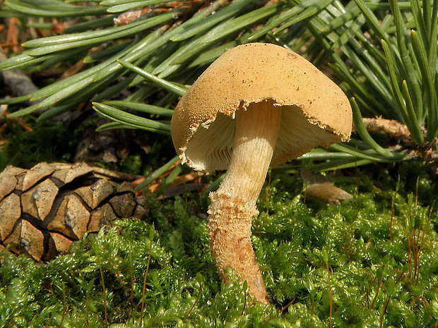 zrnivka okrová Cystoderma amianthinum (Scop.) Fayod