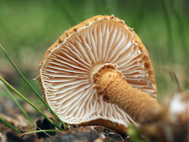 zrnivka okrová Cystoderma amianthinum (Scop.) Fayod