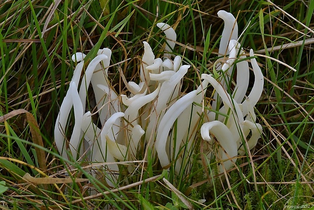 kyjačik lámavý Clavaria fragilis Holmsk.