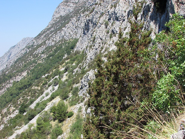 borievka, cz: jalovec fénický Juniperus foenicea