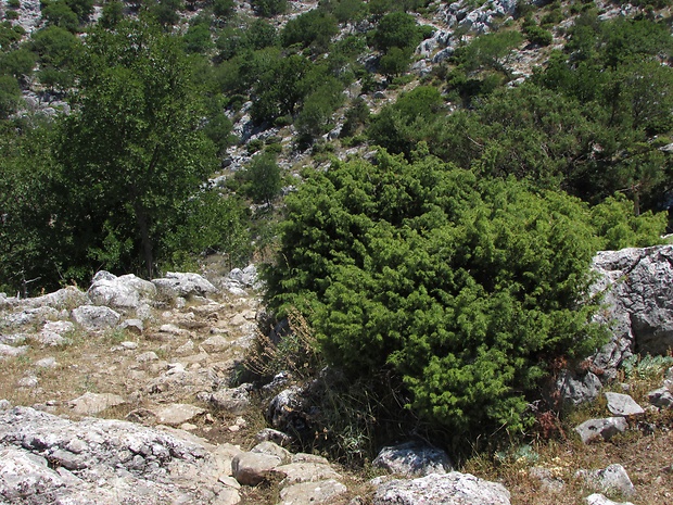 borievka Juniperus oxycedrus L.
