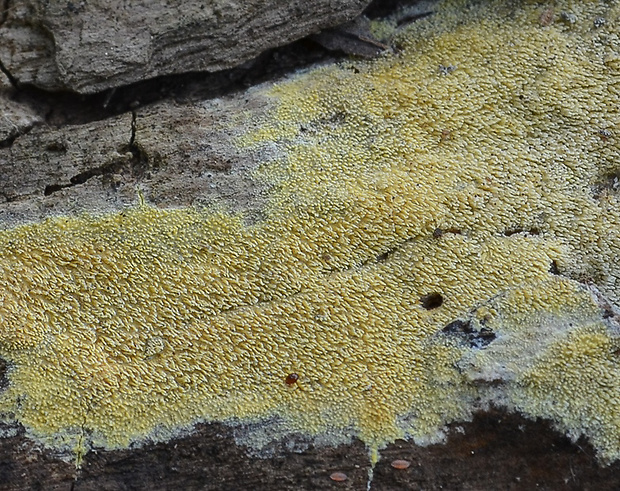 ihlohubka žltá Mycoacia uda (Fr.) Donk