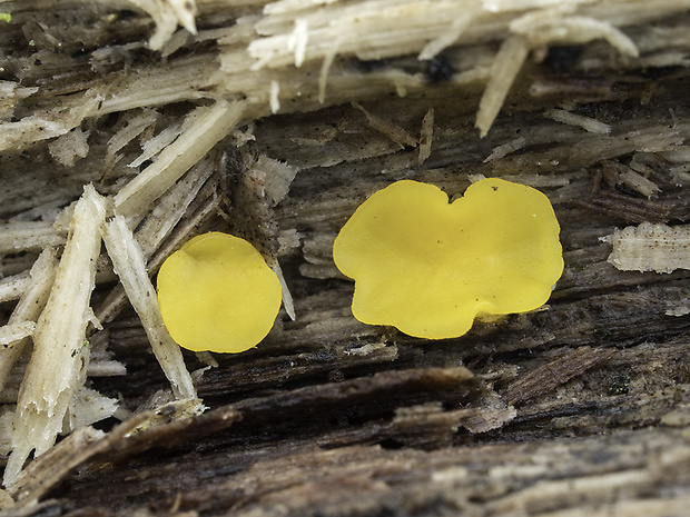 okrasník žltý Bisporella cf. citrina (Batsch) Korf & S.E. Carp.
