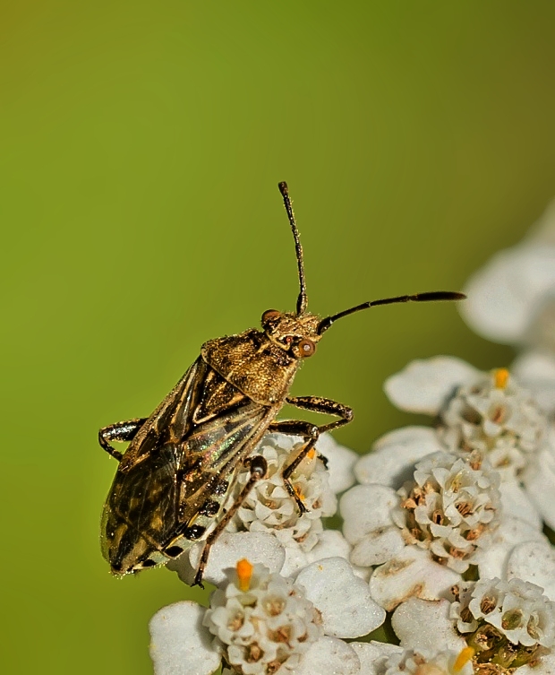 obrubnica Stictopleurus punctatonervosus