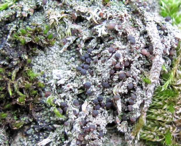 hubovnica piesková Bilimbia sabuletorum (Schreb.) Arnold