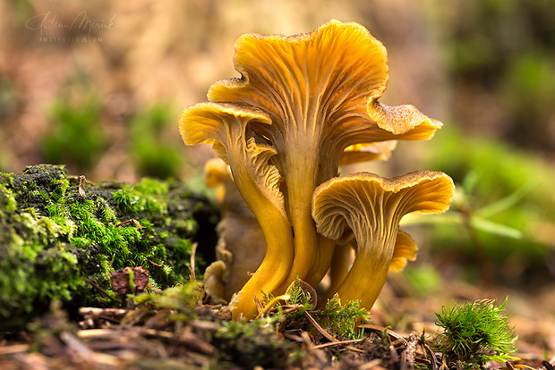 kuriatko lievikovité Craterellus tubaeformis (Fr.) Quél.
