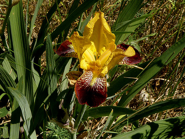 kosatec špinavý Iris x squalens (hybrid)