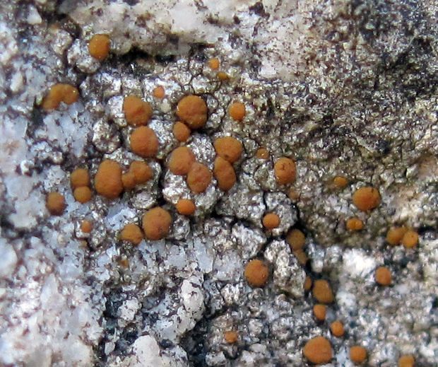 hrdzuľa skalná Protoblastenia rupestris (Scop.) J. Steiner