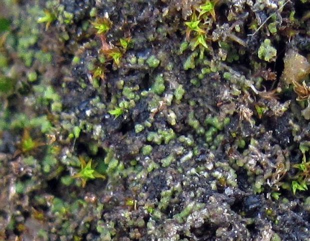 agonímia Agonimia tristicula (Nyl.) Zahlbr.
