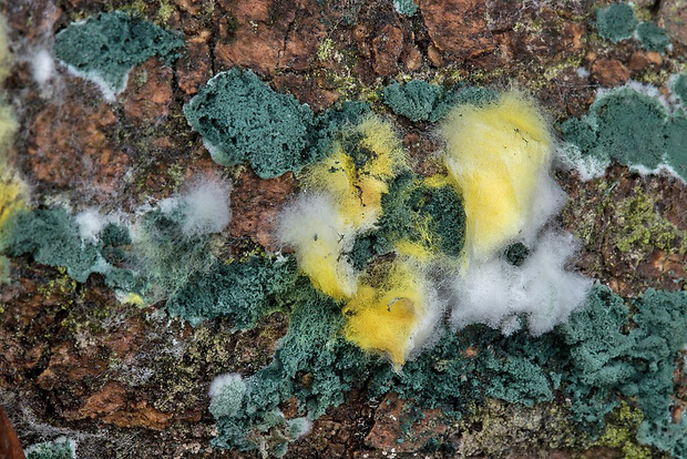 trichoderma? Trichoderma sp.