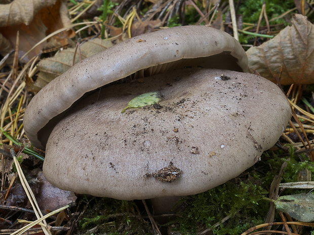 rýdzik lieskový Lactarius pyrogalus (Bull.) Fr.