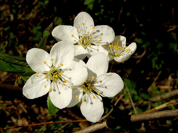 trnka obyčajná Prunus spinosa L.
