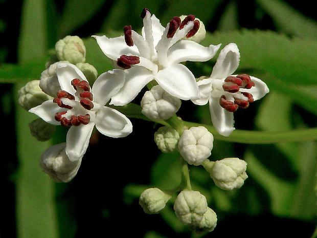 baza chabzdová Sambucus ebulus L.