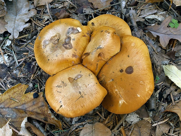 pavučinovec premenlivý nemodrý Cortinarius glaucopus var. acyaneus (M.M. Moser) Nezdojm. 1983