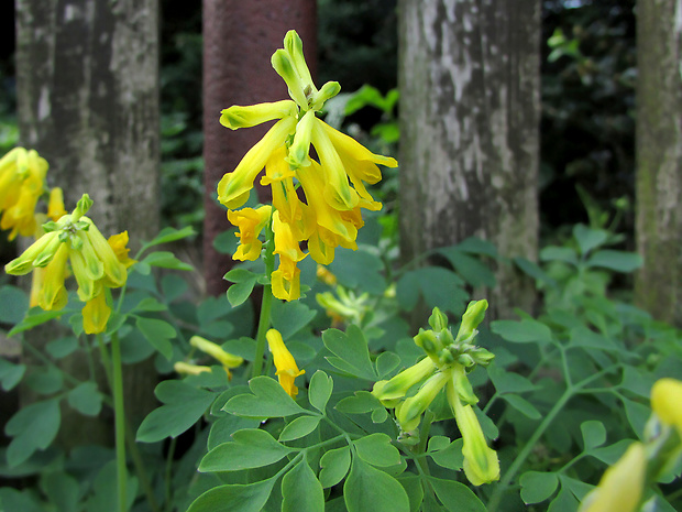 chochlačkovec žltý Pseudofumaria lutea (L.) Medik.